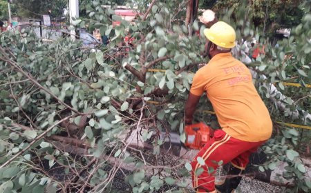 NOR'WESTER HAS WREAKED HAVOC IN BHUBANESWAR; FIRE SERVICES PERSONNEL ENGAGED FOR RESTORATION OF ROAD COMMUNICATION ON PRIORITY BASIS