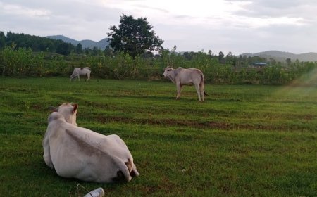 ଶ୍ରାବଣରେ ଡହ ଡହ ଖରା ରେ ଶୁଖିଲା ଜମି; ନିଅଣ୍ଟିଆ ବର୍ଷା ଯୋଗୁଁ ଚାଷୀକୂଳ ହତାଶ