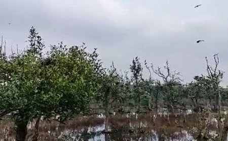 ଭିତରକନିକାରେ ଦେଶୀୟ ପକ୍ଷୀ ସଂଖ୍ୟା ବୃଦ୍ଧି