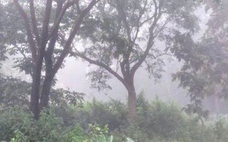 SEASON'S FIRST FOG WITNESSED IN SUNDARGARH'S KOIDA