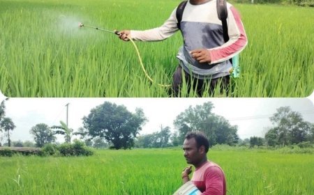 BARGARH FARMER WINS BATTLE AGAINST PESTS THROUGH RELIANCE FOUNDATION INFORMATION SERVICES
