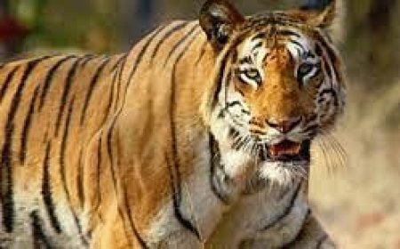 SIMILIPAL NATIONAL PARK OPENS ITS GATES FOR VISITORS