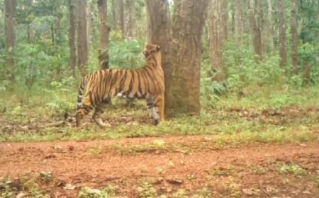 TIGER CENSUS BEGINS AT SIMILIPAL RESERVE