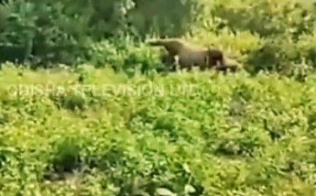 DECOMPOSED CARCASS OF ELEPHANT FOUND IN CUTTACK