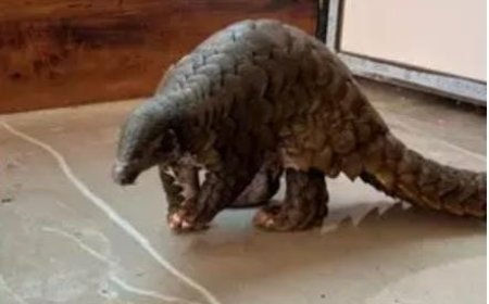 LIVE PANGOLIN RESCUED IN NUAPADA