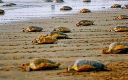 ODISHA GOVERNMENT PROHIBITS FISHING BY TRAWLERS, MOTORISED VESSELS IN THREE RIVER MOUTHS