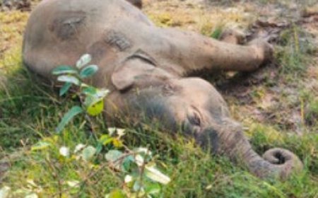 କେନ୍ଦୁଝରରେ ଦନ୍ତା ହାତୀର ମୃତ୍ୟୁ