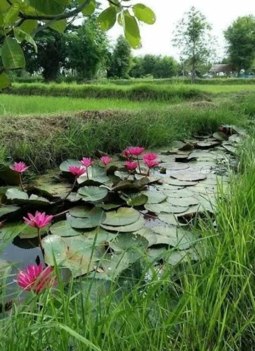 ଗ୍ରାମୀଣ ଜୀବନ