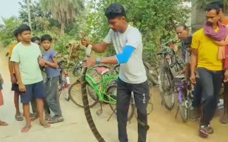 ୧୨ ଫୁଟ୍ ଲମ୍ବ ର କିଙ୍ଗ କୋବ୍ରା ଉଦ୍ଧାର