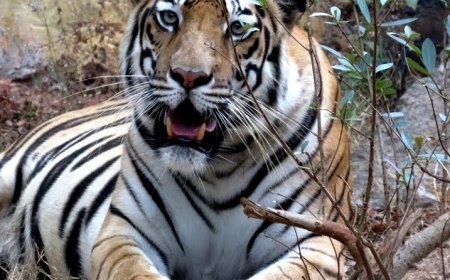 ଆଜି ଶିମିଳିପାଳ ଜାତୀୟ ଉଦ୍ୟାନ ବନ୍ଦ