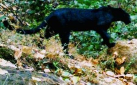 ସୁନ୍ଦରଗଡ଼ରେ ଠାବ ହେଲା ବିରଳ କଳା ବାଘ