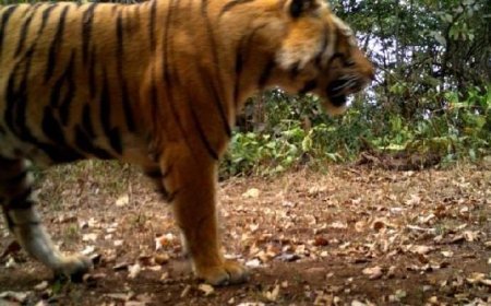 TIGER SPOTTED IN ODISHA'S SUNDARGARH AFTER TWO DECADES