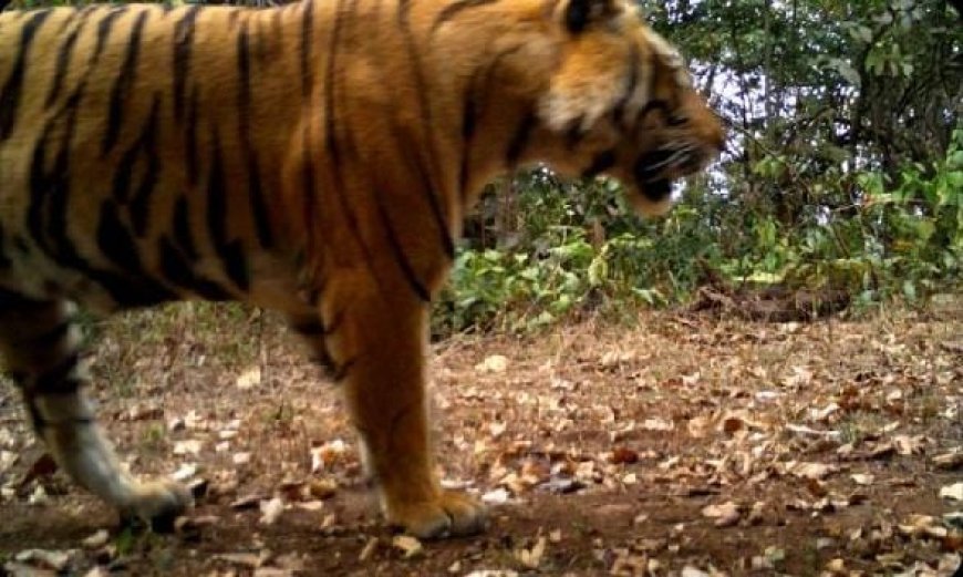 TIGER SPOTTED IN ODISHA'S SUNDARGARH AFTER TWO DECADES