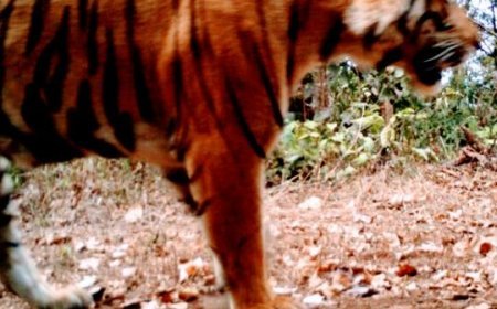 TIGERS REGAINING THEIR LOST HOMELAND IN ODISHA