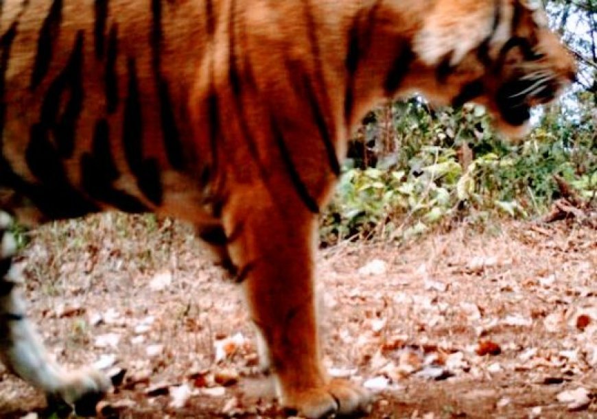TIGERS REGAINING THEIR LOST HOMELAND IN ODISHA