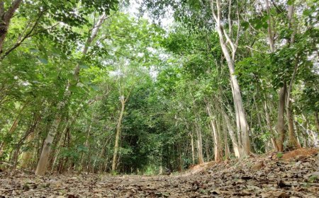 TOYOTA KIRLOSKAR MOTOR CELEBRATES ENVIRONMENT MONTH