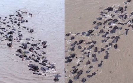 Rare Moment Of Herd Of Elephants Swimming Across Brahmaputra River Captured On Camera, Watch