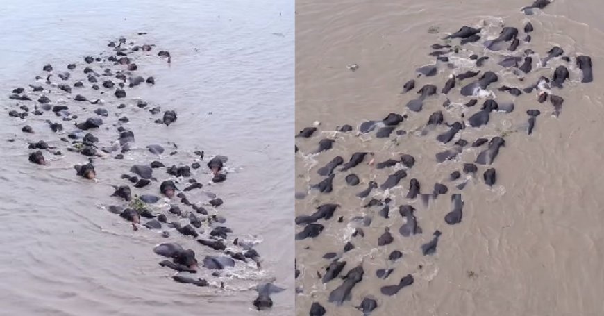 Rare Moment Of Herd Of Elephants Swimming Across Brahmaputra River Captured On Camera, Watch