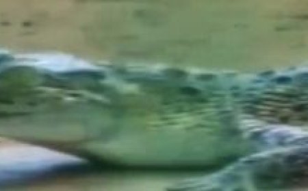 ଅଗଷ୍ଟ ୧ରୁ ପର୍ଯ୍ୟଟକଙ୍କ ପାଇଁ ଖୋଲିବ ଭିତରକନିକା ଜାତୀୟ ଉଦ୍ୟାନ