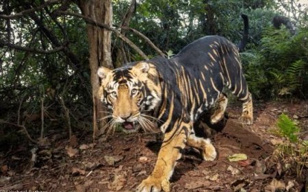 Melanistic tiger safari to come up at Similipal