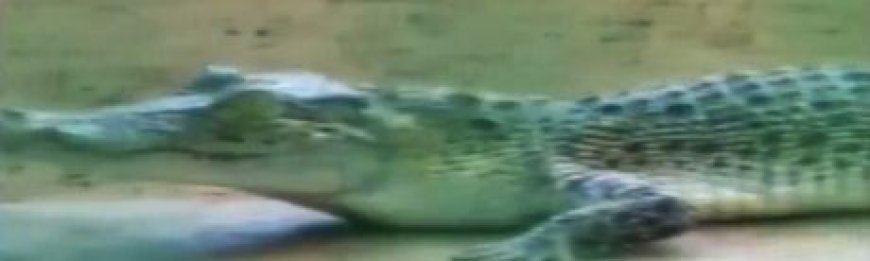 ଅଗଷ୍ଟ ୧ରୁ ପର୍ଯ୍ୟଟକଙ୍କ ପାଇଁ ଖୋଲିବ ଭିତରକନିକା ଜାତୀୟ ଉଦ୍ୟାନ