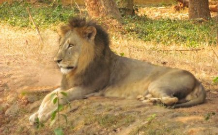 Lion Krrish dies at Nandankanan