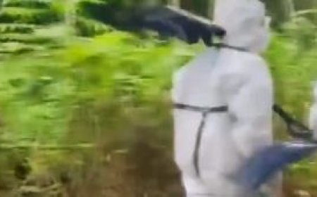 ପିପିଲିରେ ବ୍ୟାପୁଛି ବାର୍ଡ ଫ୍ଲୁ