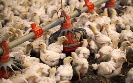 West Bengal stops chicken import from Odisha