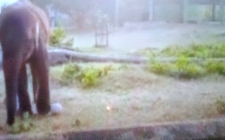 ମାମା ହାତୀର ମୃତ୍ୟୁ