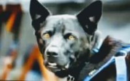 Sniffer dogs to guard forests in Odisha