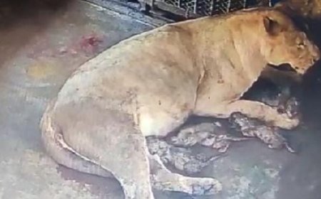 Nandankanan zoo welcomes 5 lion cubs