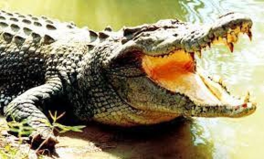 ଖୋଲିଲା ଭିତରକନିକା ଜାତୀୟ ଉଦ୍ୟାନ