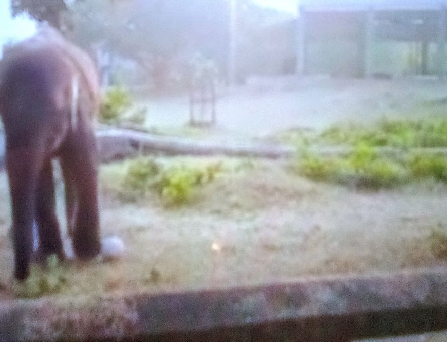 ମାମା ହାତୀର ମୃତ୍ୟୁ
