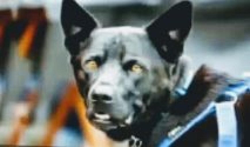 Sniffer dogs to guard forests in Odisha