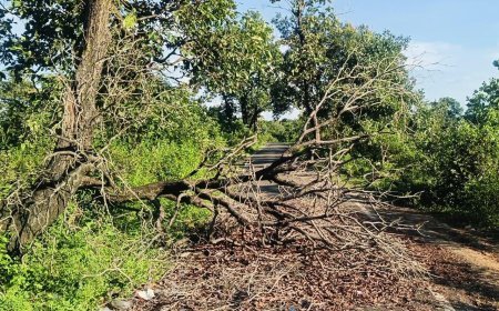 ଶୁଖିଲା ବୃକ୍ଷ ପଡି ରାସ୍ତା ଅବରୋଧ, ଯାତାୟାତ ବାଧାପ୍ରାପ୍ତ