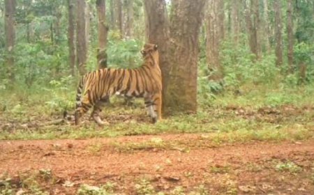 Royal Bengal Tiger arrives at Similipal