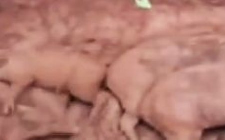 28 wild boars fell into abandoned well