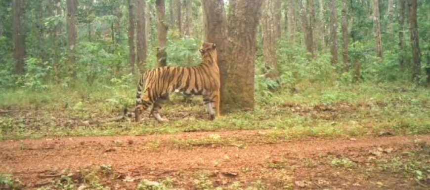 Royal Bengal Tiger arrives at Similipal