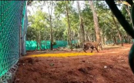 Another tigress from Maharashtra released into soft enclosure in Similipal Tiger Reserve