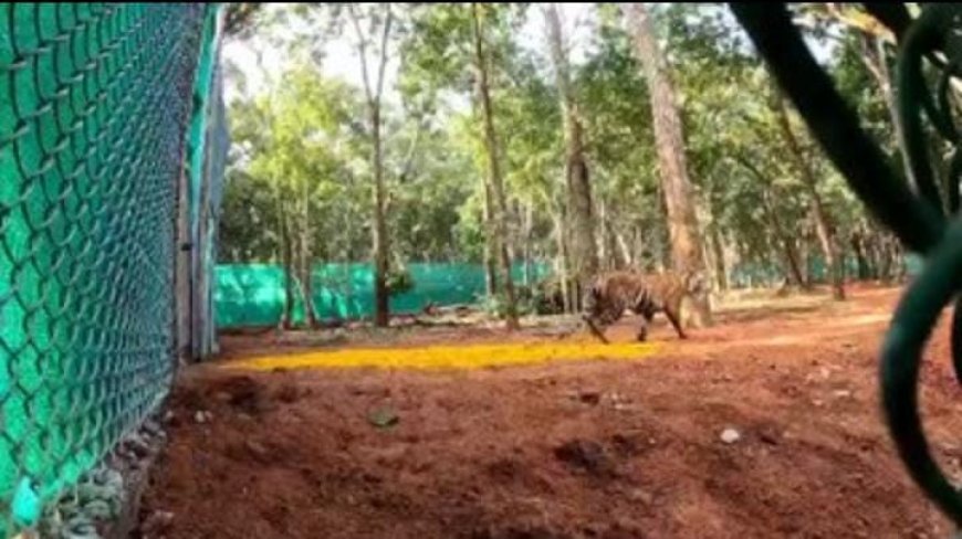 Another tigress from Maharashtra released into soft enclosure in Similipal Tiger Reserve