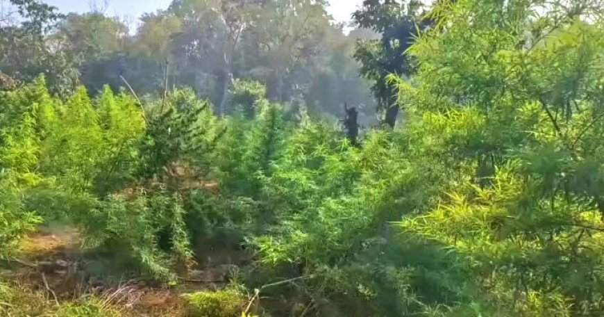 Boudh Police achieve major success in destroying ganja cultivation