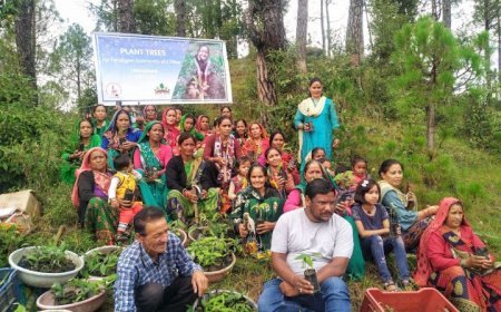 International Mountain Day: Afforestation initiatives repair the Himalayan ecosystem