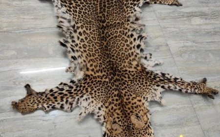 Leopard hide seized in Boudh