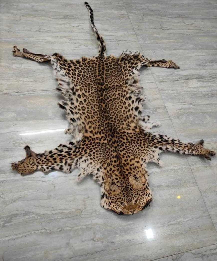 Leopard hide seized in Boudh