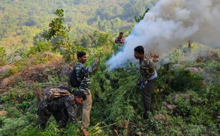 ଓଡ଼ିଶା ପୋଲିସ୍ ଦ୍ଵାରା ୨୦୨୪-୨୫ ମସିହା ଡ଼ିସେମ୍ବର ମାସ ୩୦ ତାରିଖ ସୁଦ୍ଧା ୧୫ ହଜାର ଏକରରୁ ଉର୍ଦ୍ଧ୍ୱ ଗଞ୍ଜେଇ ଚାଷକୁ ସମ୍ପୂର୍ଣ୍ଣ ନଷ୍ଟ