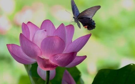 ପଦ୍ମଫୁଲ ଓ ପ୍ରଜାପତି