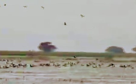 Bird census begins in Odisha