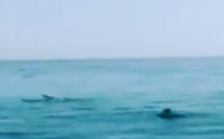 ଗହିରମଥା ଓ ଭିତରକନିକାରେ ଡଲଫିନ ଗଣନା ଆରମ୍ଭ