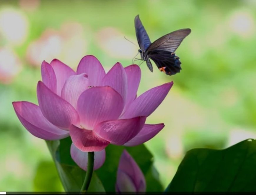 ପଦ୍ମଫୁଲ ଓ ପ୍ରଜାପତି