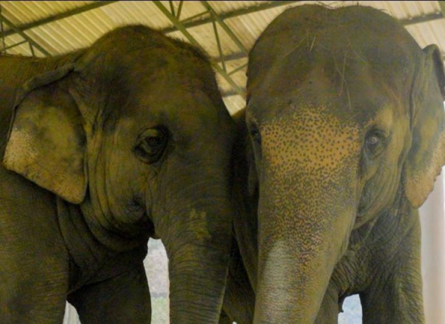 ISKCON Mayapur elephants to receive lifelong care & support at Vantara